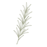 Rosmarino